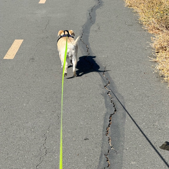 A pair of mod shoe, these are the Donna, beautiful pair made in Portugal. - Picture 9 of 9